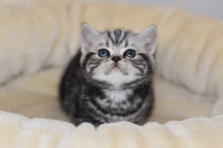 Ninfea British Style