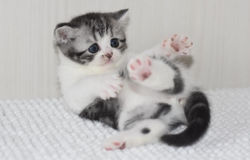 Wiliam Beautiful Style