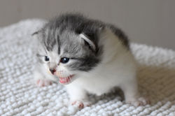 TRAPPER Beautiful Style