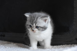 TRAPPER Beautiful Style