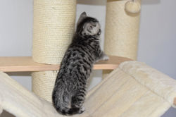 Nicolas Cage British Style