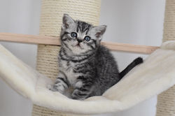 Nicolas Cage British Style