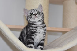 Ninfea British Style