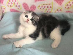 Bentley Beautiful Style