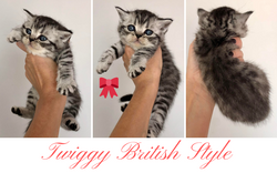 Twiggy British Style