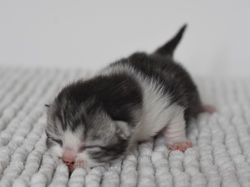 Wiliam Beautiful Style