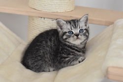 Nibiru British Style