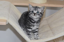 Nibiru British Style