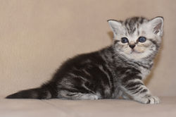 Orchidea British Style