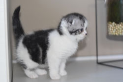 Wolker Beautiful Style