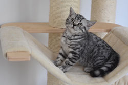 Nicolas Cage British Style