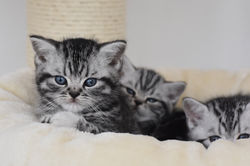 Nibiru British Style