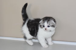 Wolker Beautiful Style