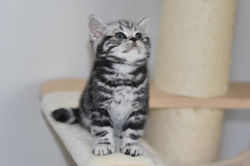 Ninfea British Style