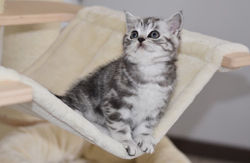 LEONARDO British Style