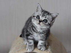 Orchidea British Style