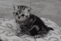 Izy Speedy British Style