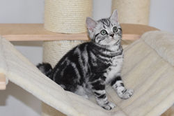 Ninfea British Style