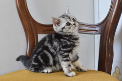 MATISSE British Style