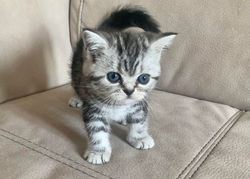 Orchidea British Style