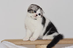 Wolker Beautiful Style