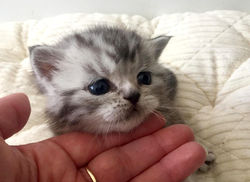 LEONARDO British Style