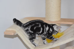 Ninfea British Style