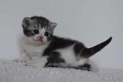 Wiliam Beautiful Style