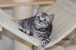 Nibiru British Style