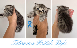 Talisman British Style