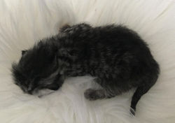 Maschio-N...British Style