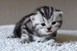 Johnny Depp Beautiful Style