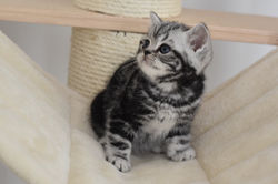 Ninfea British Style