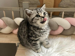 Talisman British Style