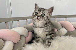 Poseidon British Style