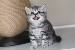 Only You British Style