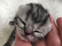 Maschio-N...British Style