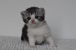 Wiliam Beautiful Style