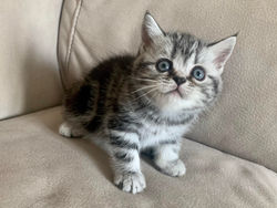 Only You British Style