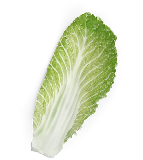 Bak Choi