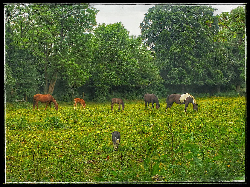 SheepdogwithHorses_ArmaghIreland.jpeg