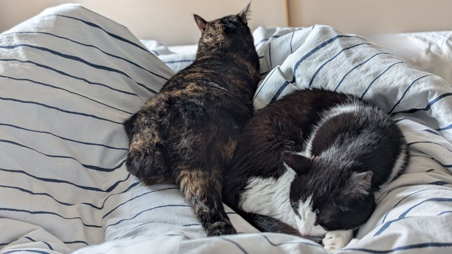 Mai: Mein Geburtstagsgeschenk – unsere Katzen, die sich nicht ausstehen können, kuscheln friedlich bei uns im Bett.
