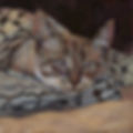 Cat_keffiye_2pro.jpeg