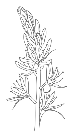 flower drawings grey-02.png
