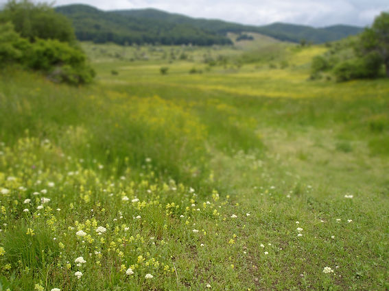 meadow blured 2.jpg