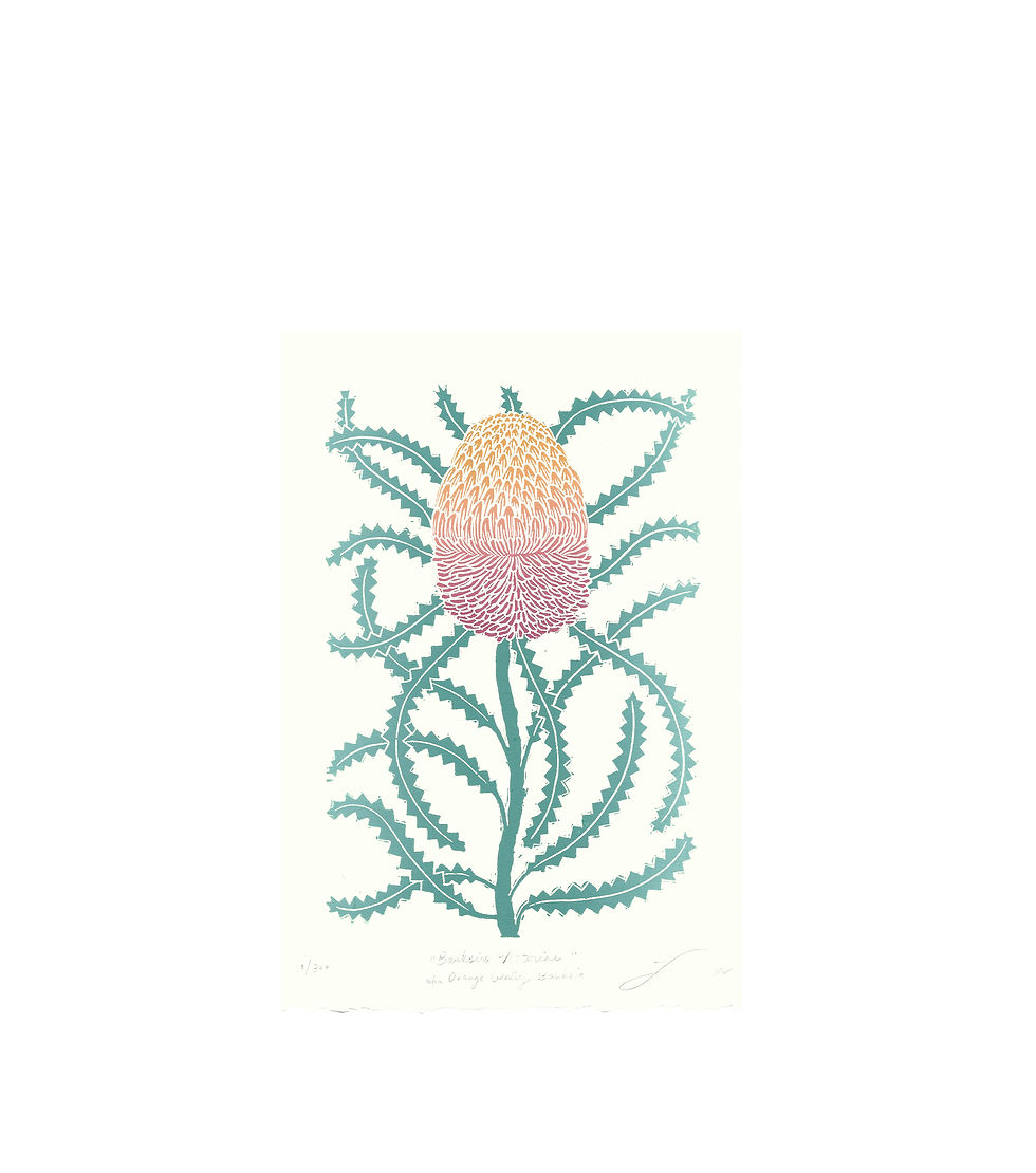 Banksia Victoriae aka Orange Woolly Banksia