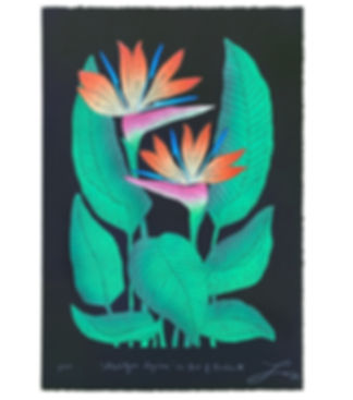 Strelitzia Reginae aka Bird of Paradise III