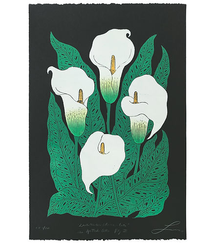 Zantedeschia Albomaculata aka Spotted Calla Lily III - Black Paper