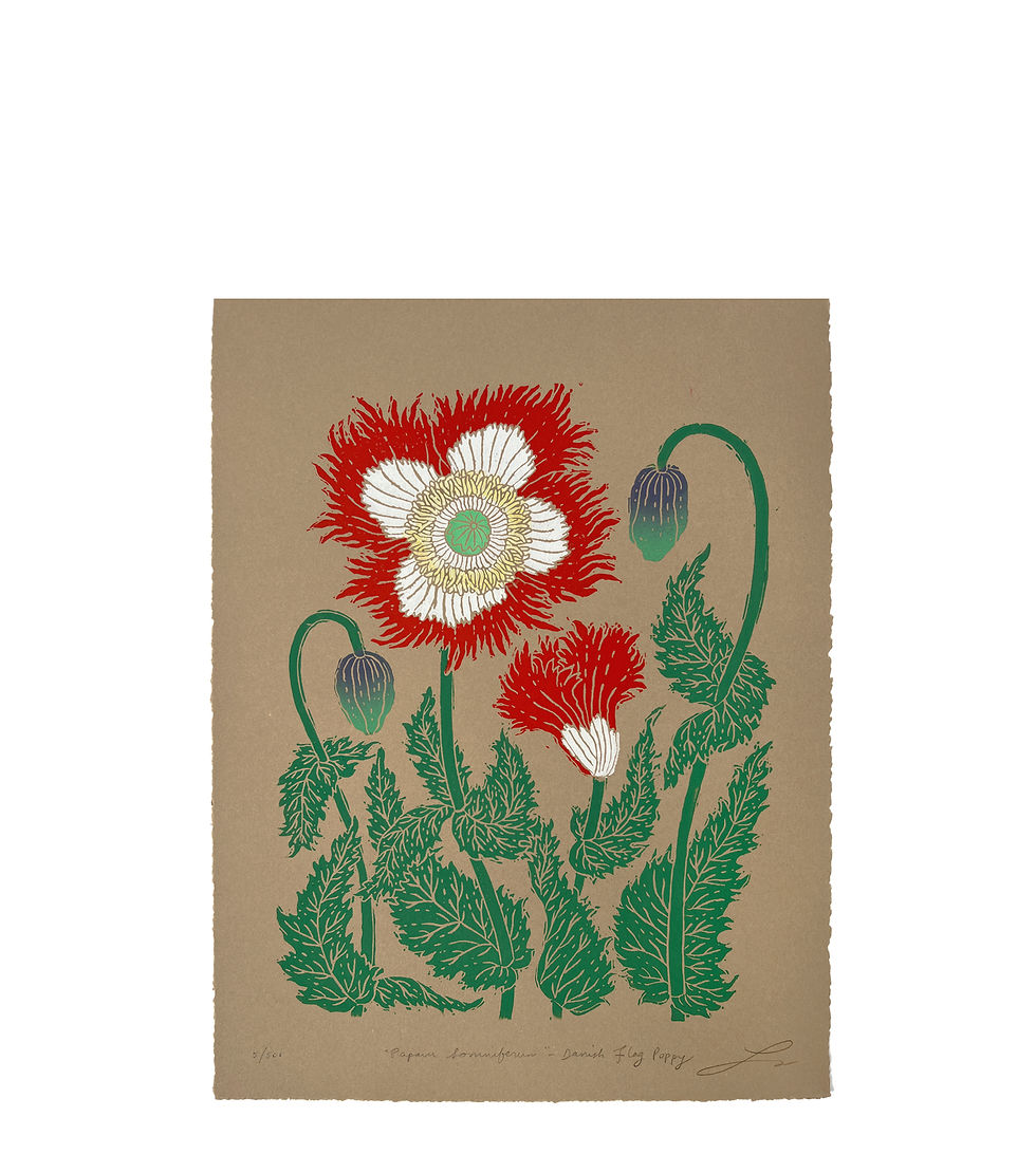 Papaver Somniferum - Danish Flag Poppy