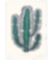 Euphorbia Trigona aka African Milk Tree
